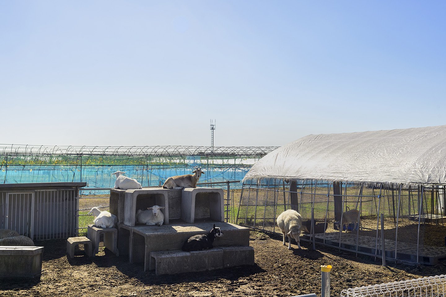 🍓 슬로 라이프 리조트 딸기의 마을 농장(스로라이후리조토 이치고노사토화무) 이미지 4